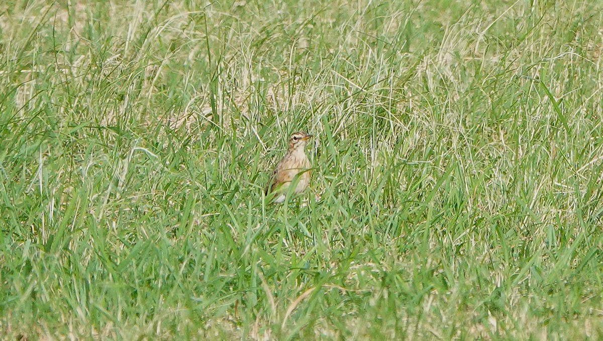Paddyfield Pipit - ML625631446