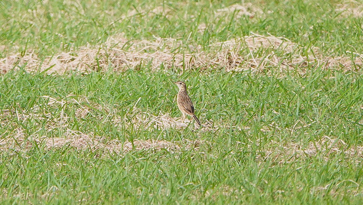 Paddyfield Pipit - ML625631447