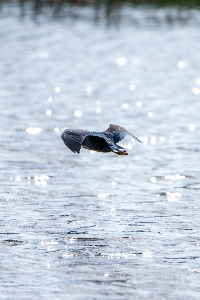 Green Heron (virescens/bahamensis) - Anonymous