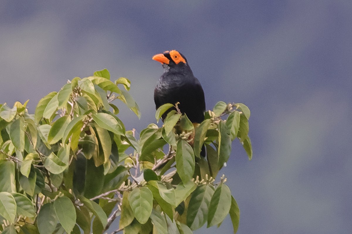Long-tailed Myna - ML625631468