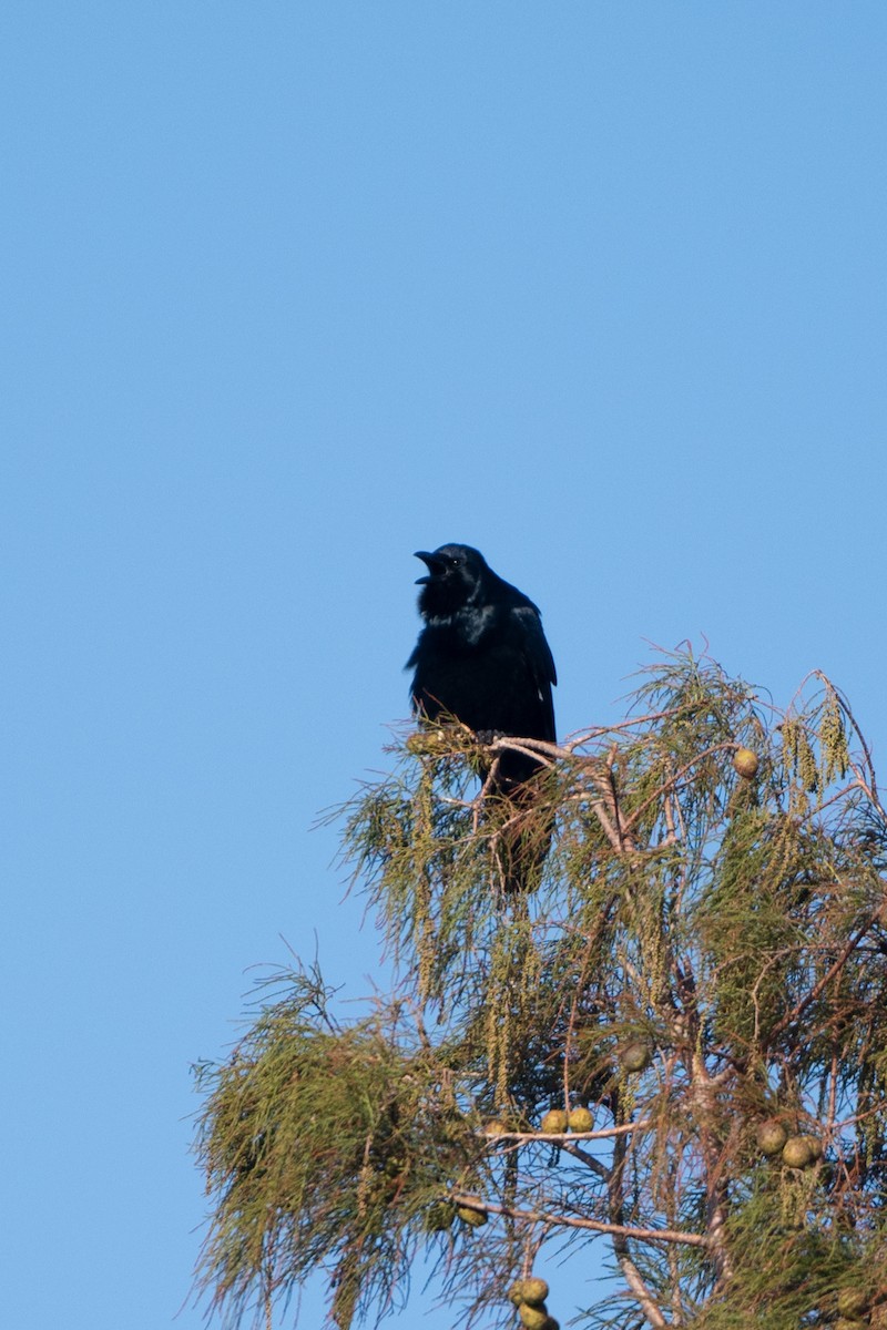 Fish Crow - ML625631482