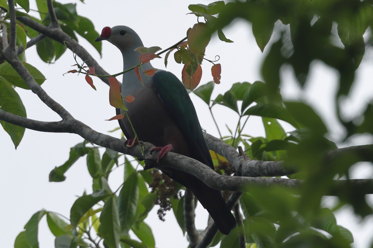 Red-knobbed Imperial-Pigeon - ML625631488