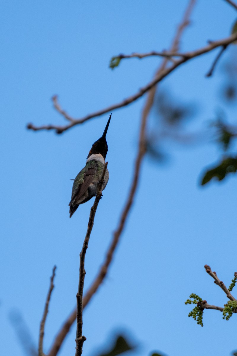 Ruby-throated Hummingbird - Anonymous