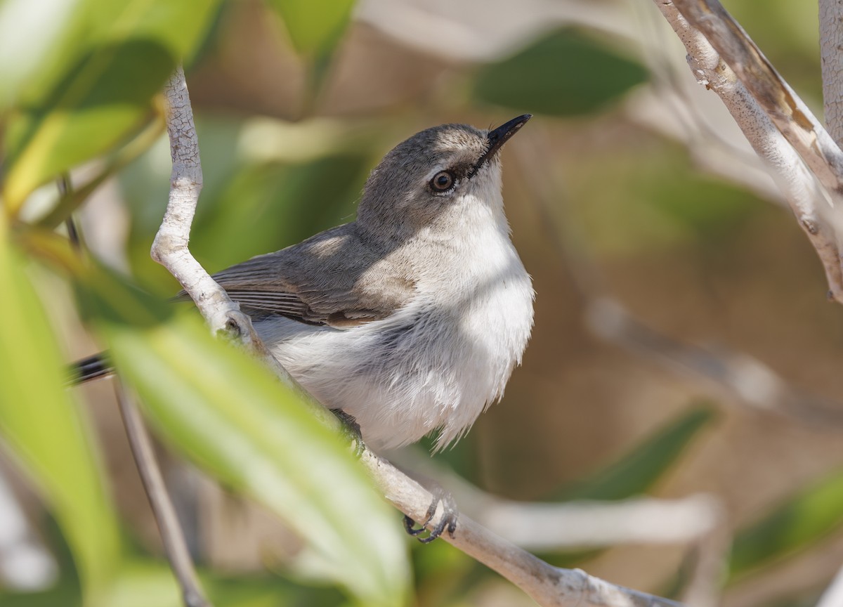 Dusky Gerygone - ML625631571