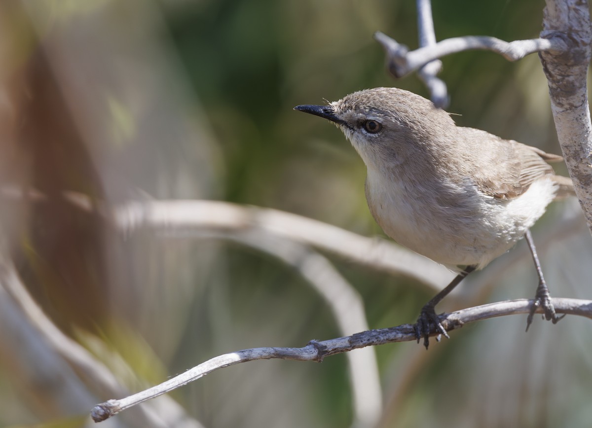 Dusky Gerygone - ML625631572