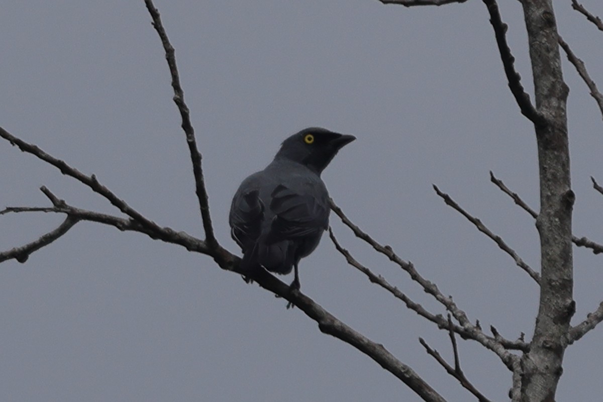 Barred Cuckooshrike - ML625631615