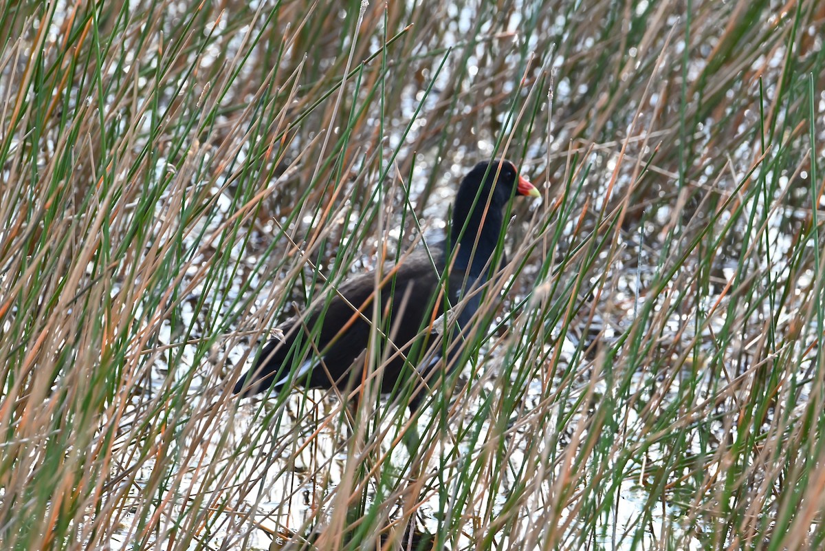 Common Gallinule - ML625631664