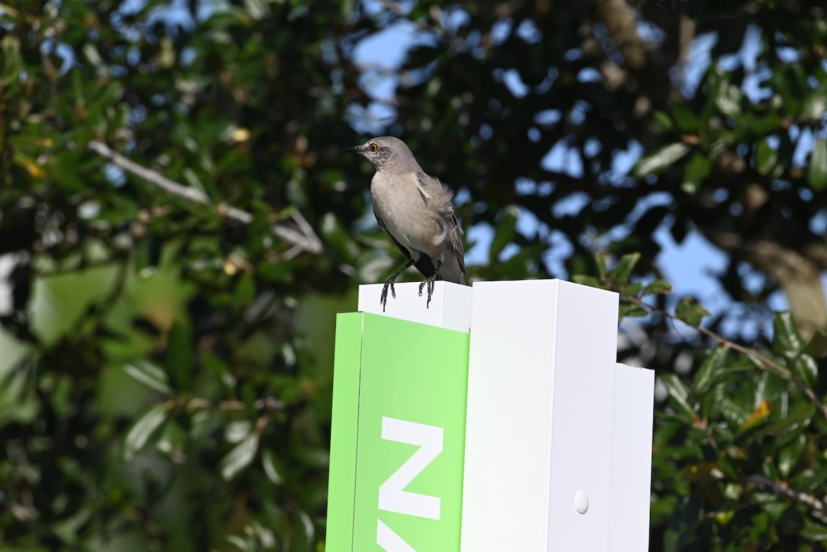 Northern Mockingbird - ML625631703