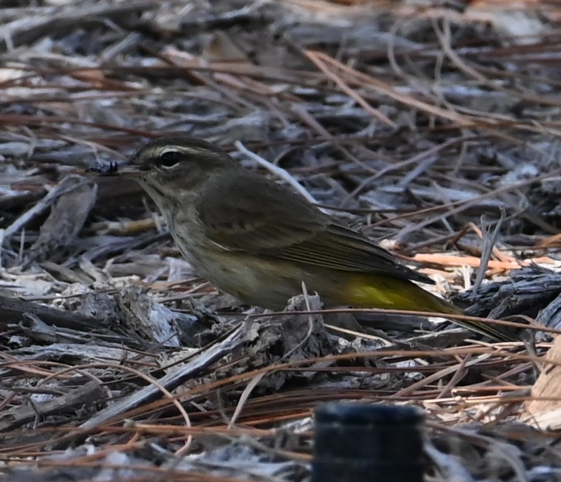 Palm Warbler - ML625631719