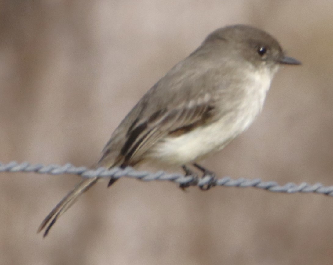 Eastern Phoebe - Barry Spolter