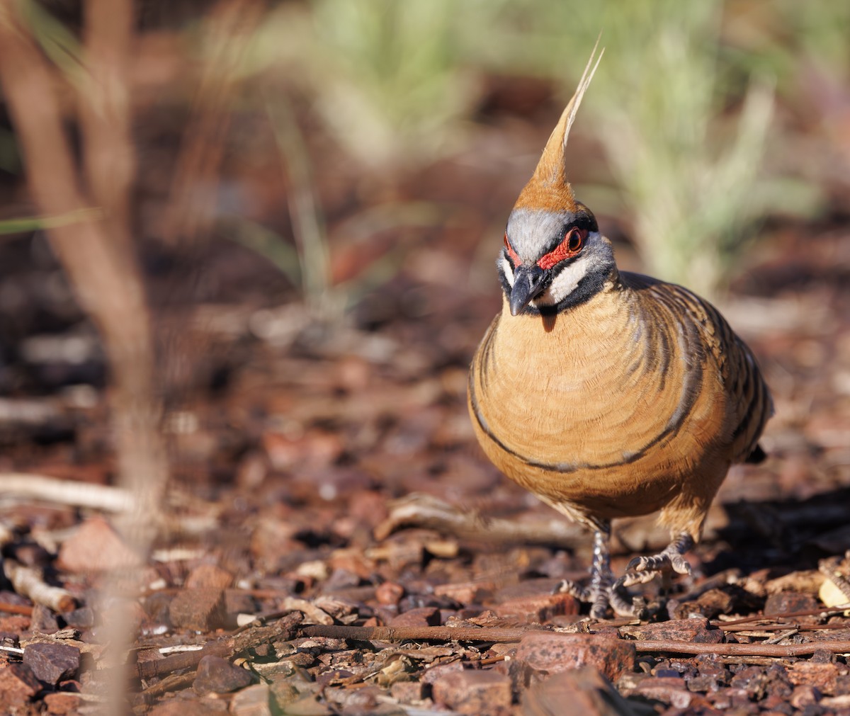 holub křepelčí (ssp. ferruginea) - ML625631800