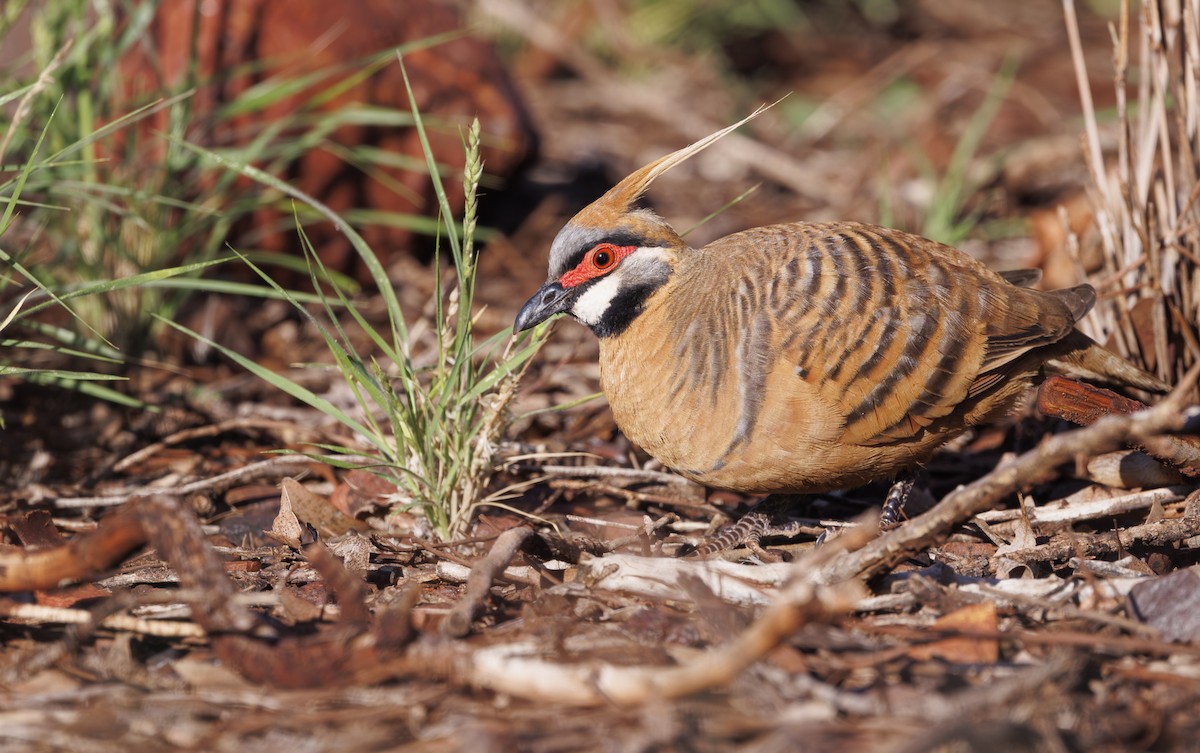 holub křepelčí (ssp. ferruginea) - ML625631801