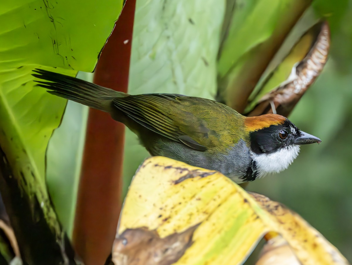 Chestnut-capped Brushfinch - Peter Kondrashov