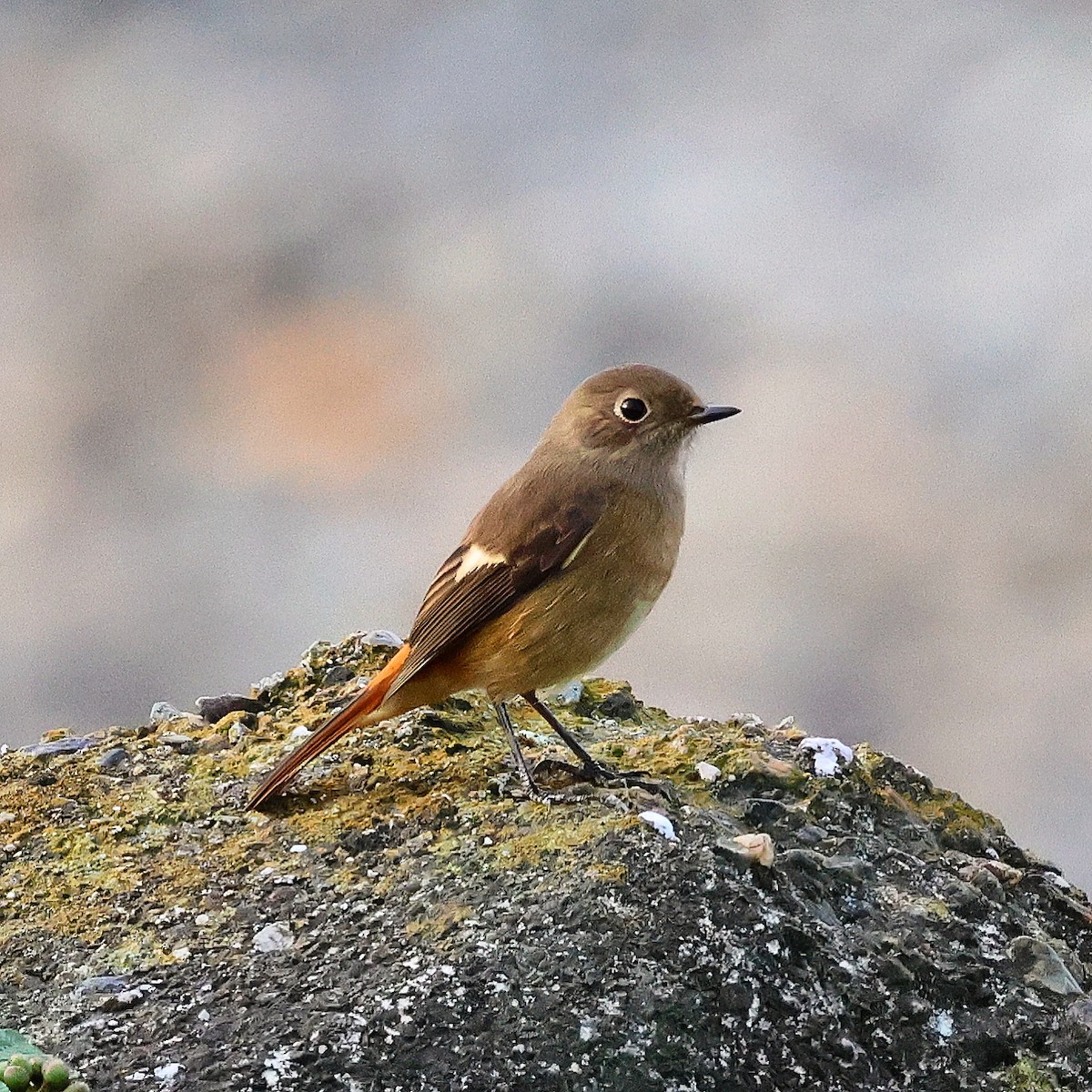 Daurian Redstart - ML625631830