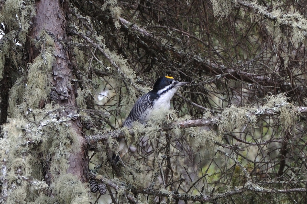 Black-backed Woodpecker - ML625631944