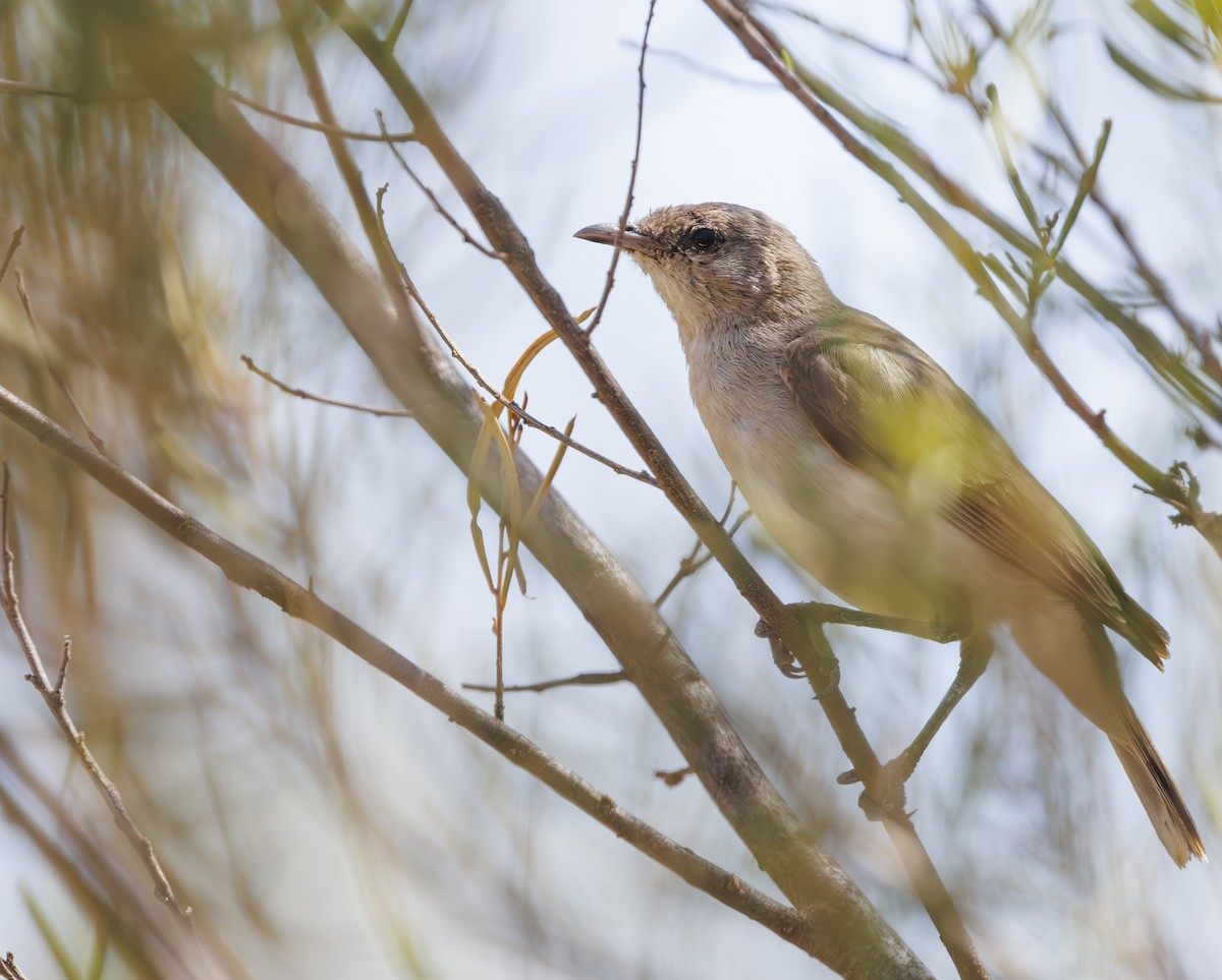 Gray Honeyeater - ML625631972