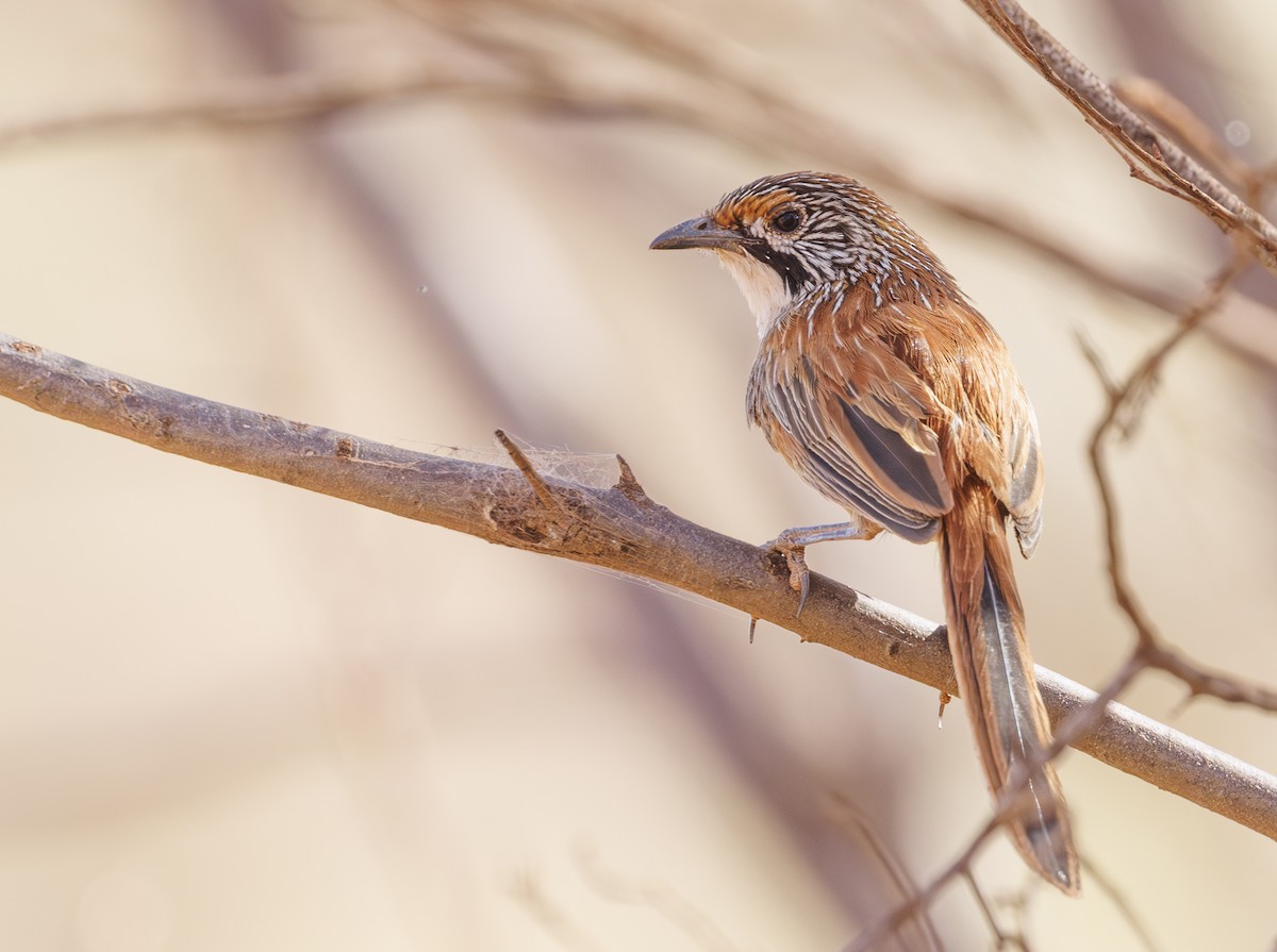 Pilbara Grasswren - ML625631993