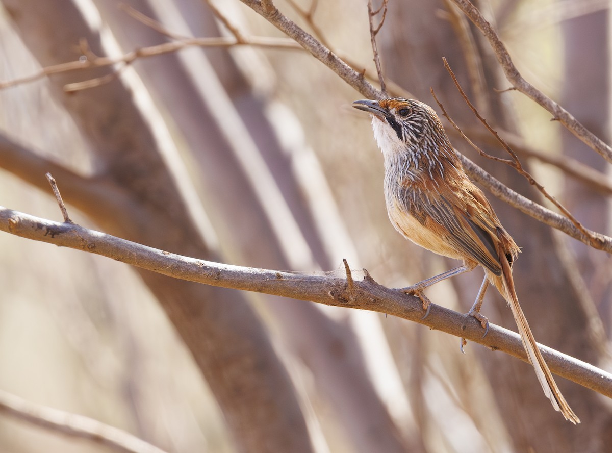 Pilbara Grasswren - ML625631998