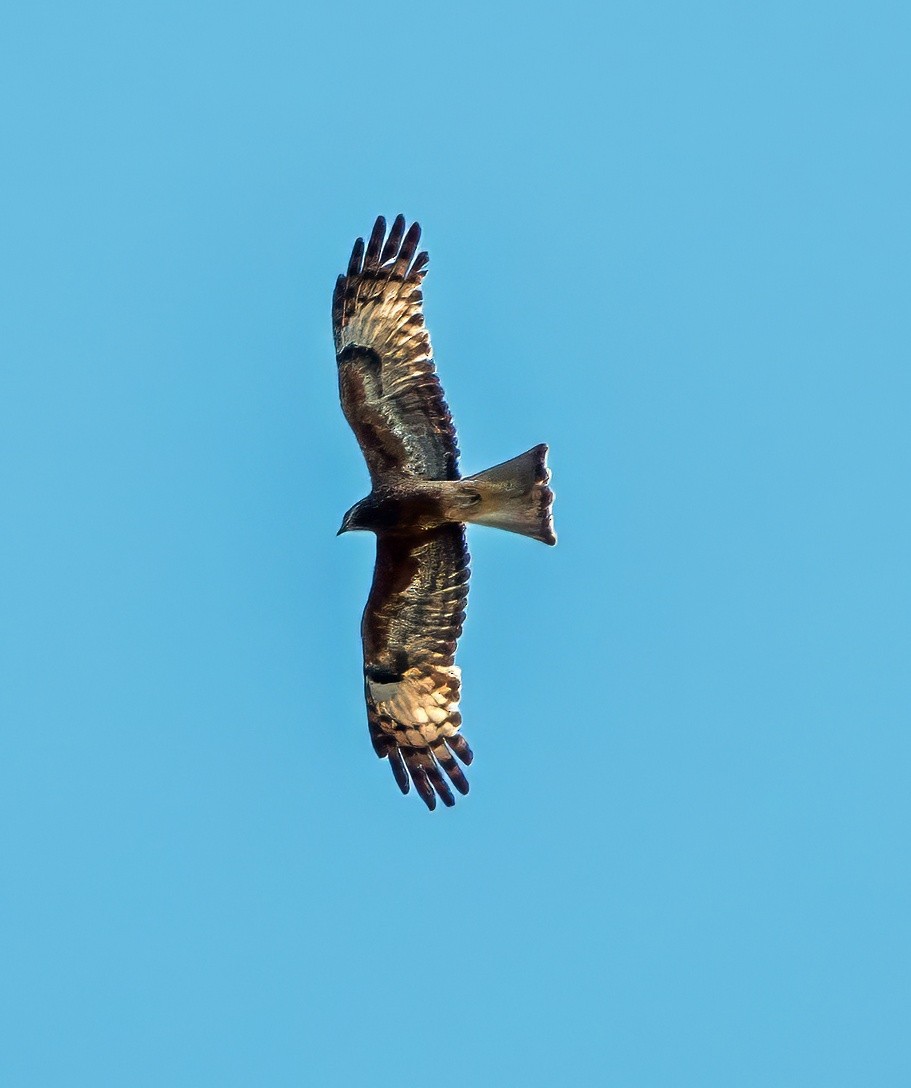 Milanweih - ML625632073