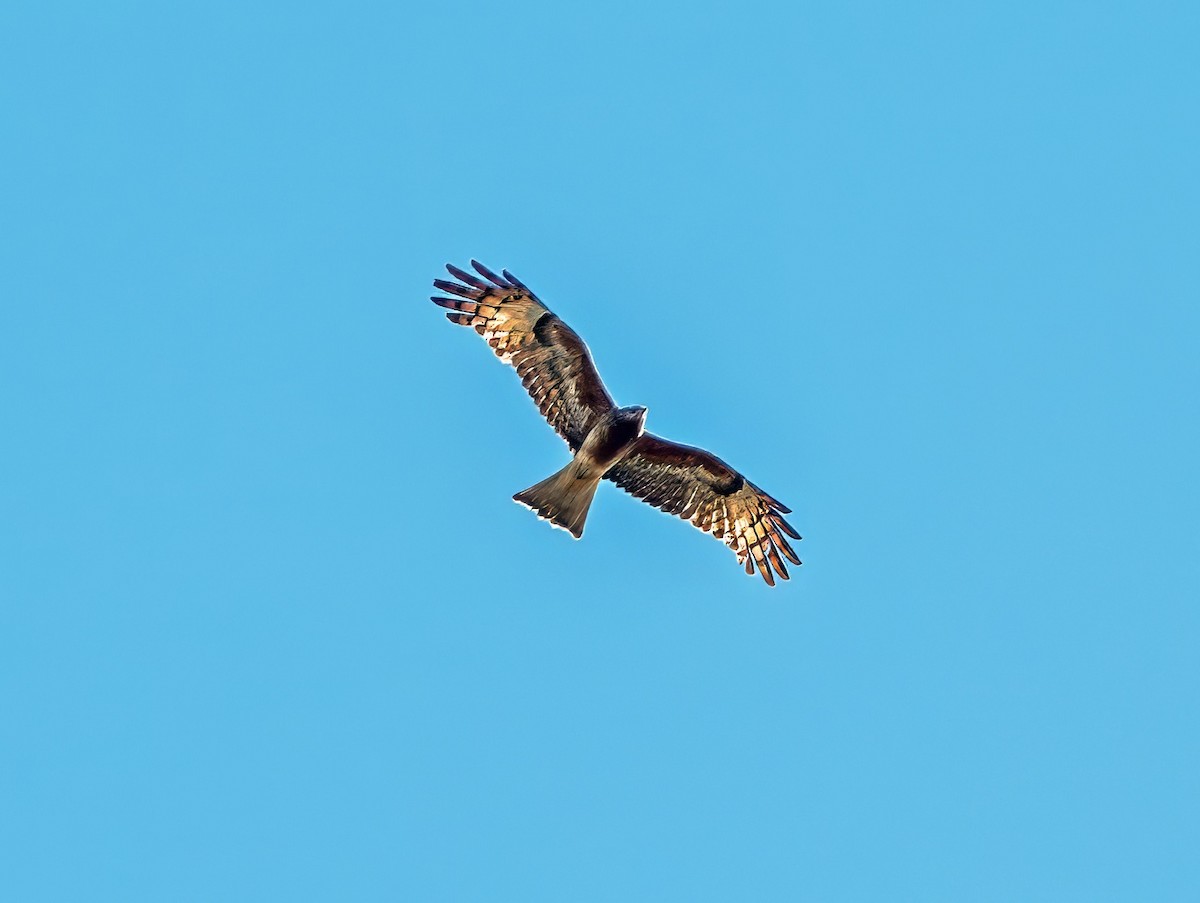 Square-tailed Kite - Russell Scott