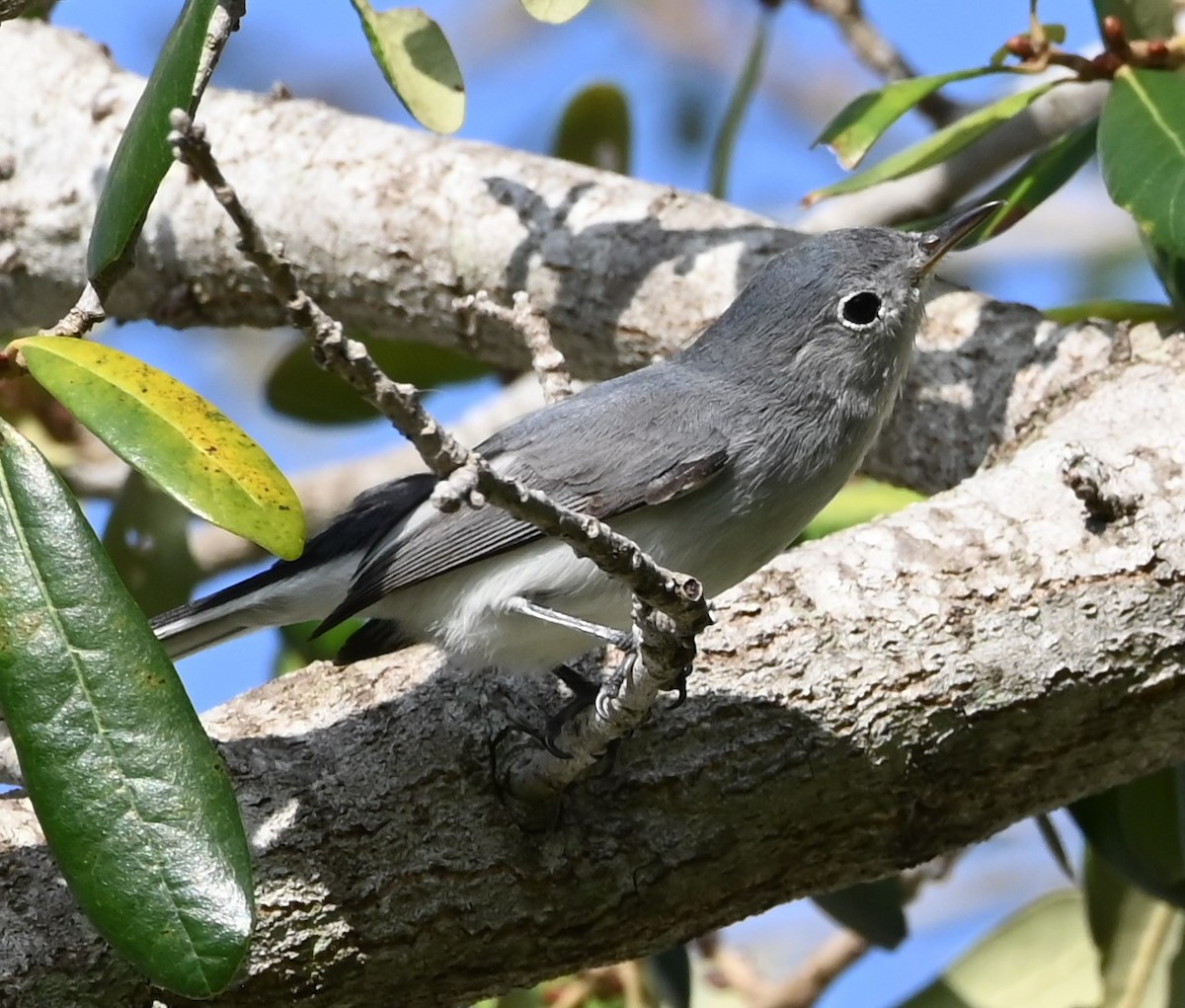 Blue-gray Gnatcatcher - ML625632107