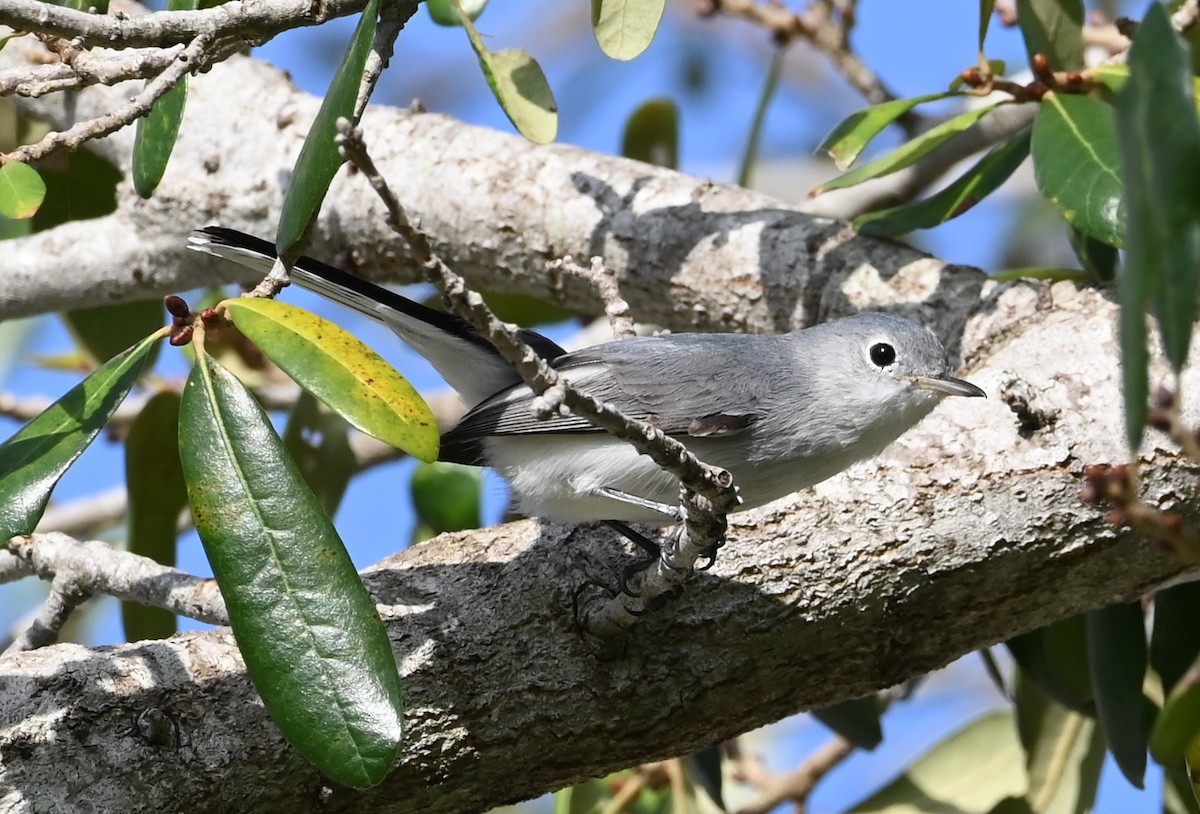 Blue-gray Gnatcatcher - ML625632108