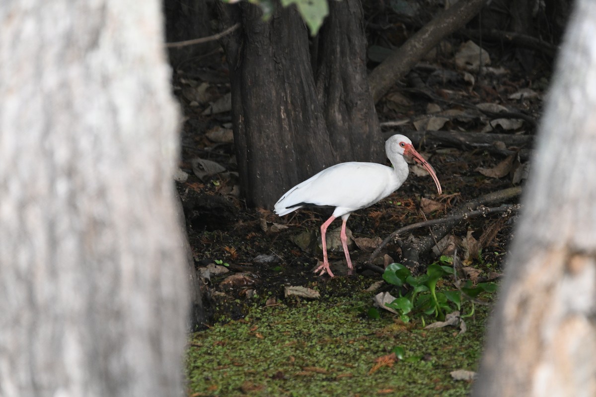 ibis bílý - ML625632294