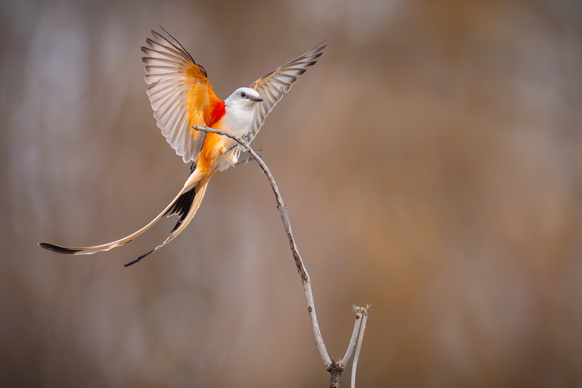 Scissor-tailed Flycatcher - Matt Zuro