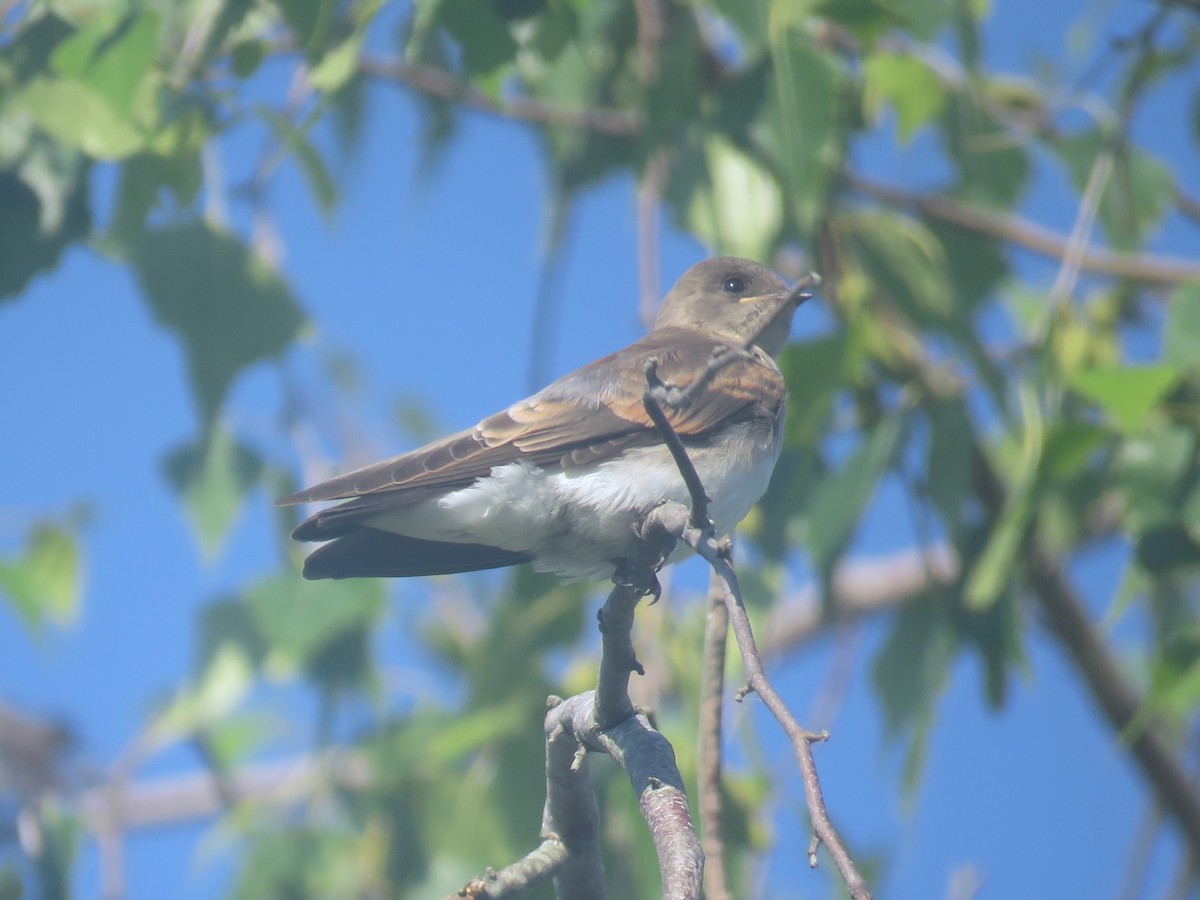 Northern Rough-winged Swallow - ML625632388