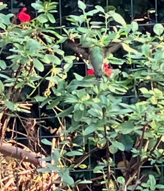 hummingbird sp. - ML625632521