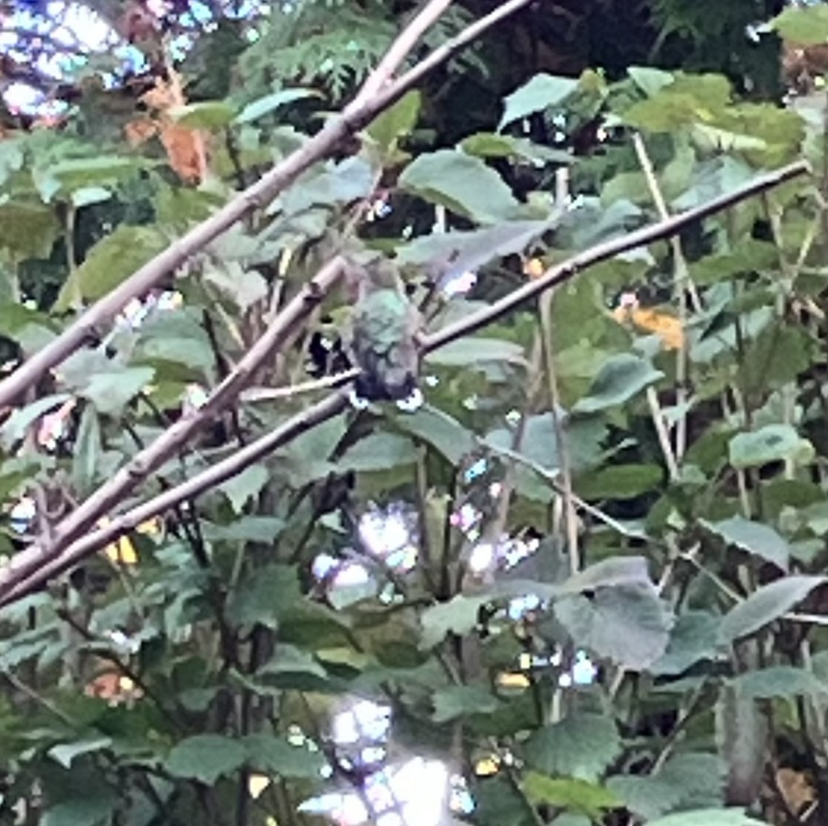 hummingbird sp. - ML625632523