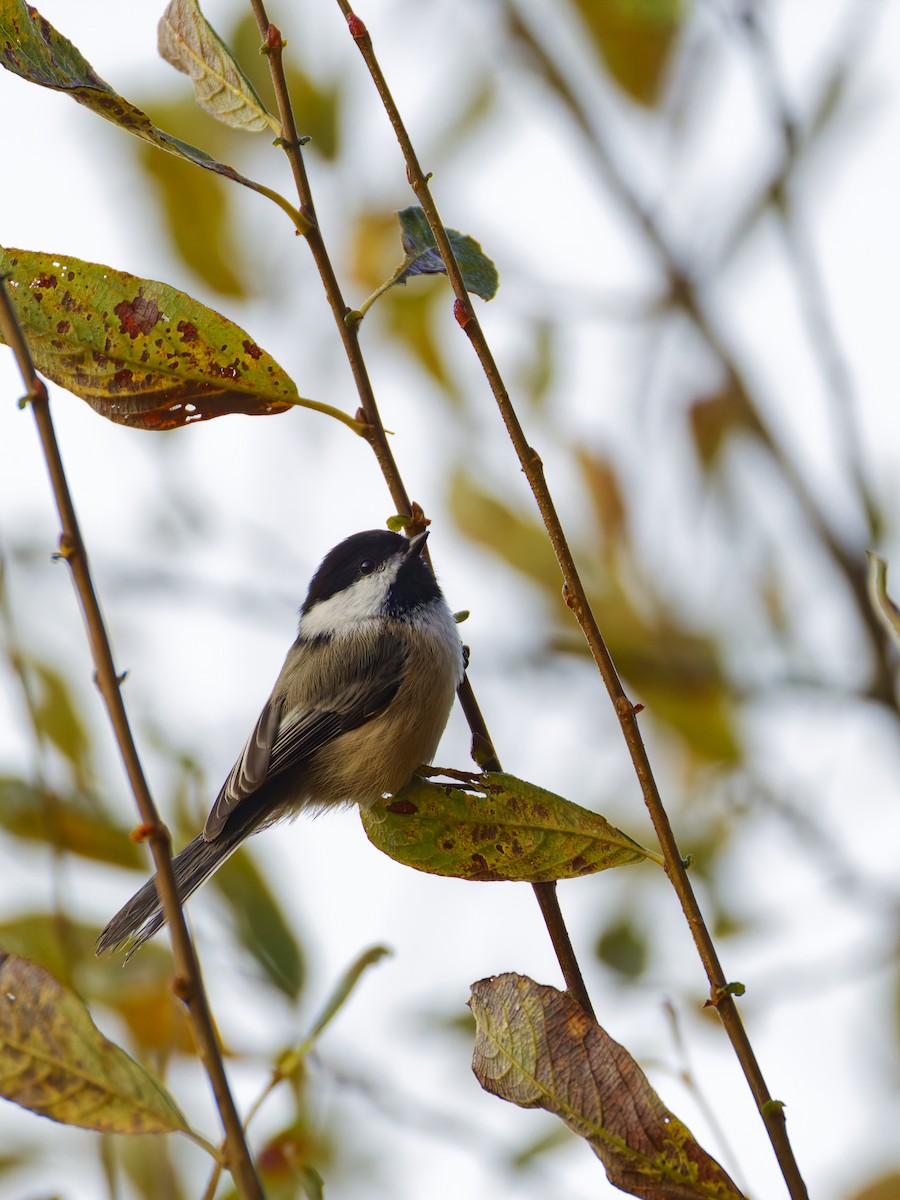 Mésange à tête noire - ML625632605