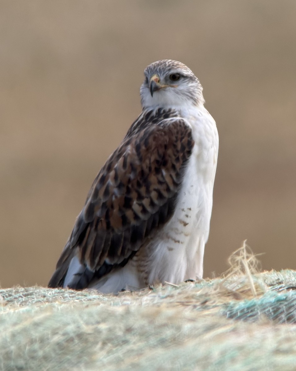 Ferruginous Hawk - ML625632634