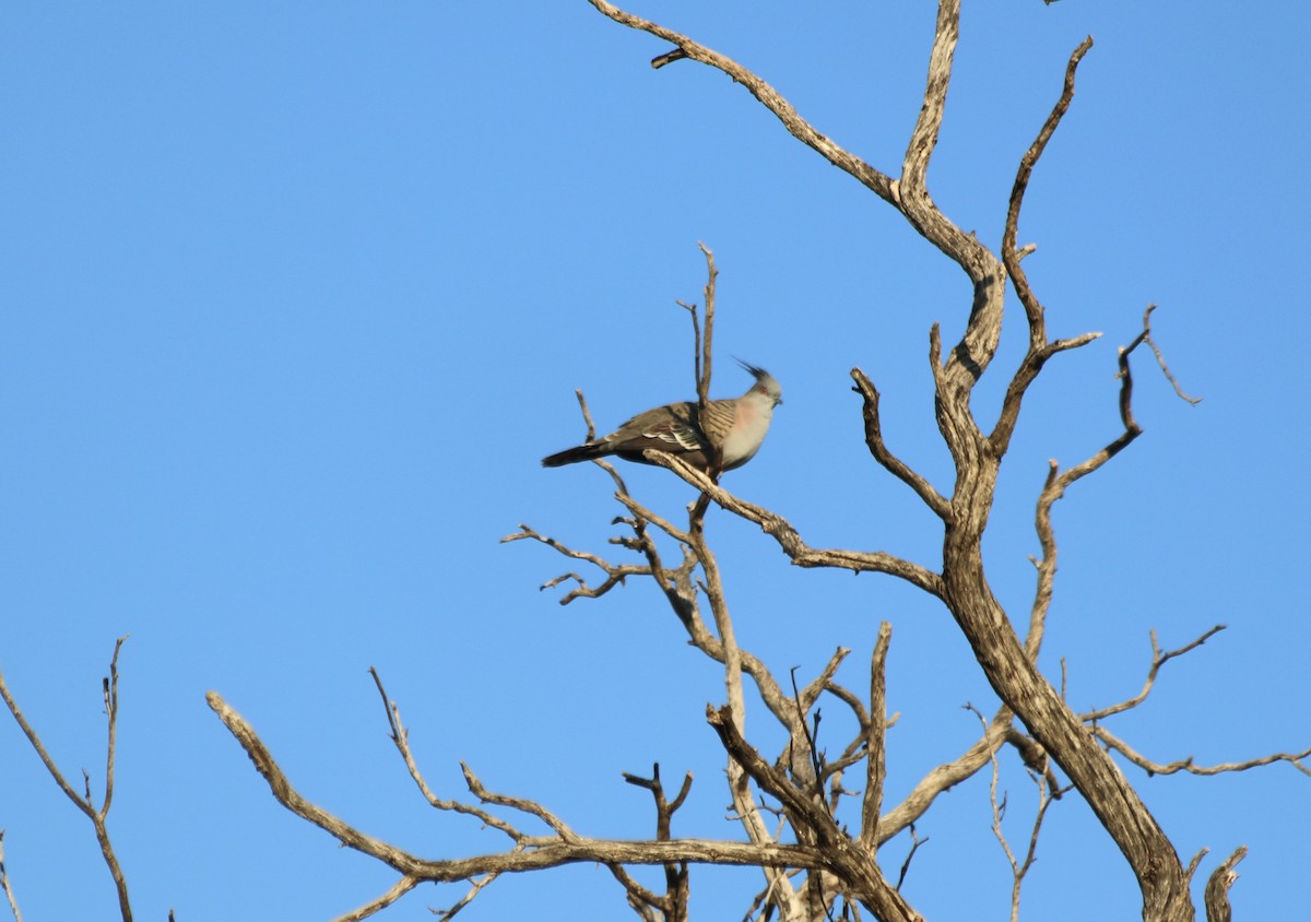 Crested Pigeon - George Lynch