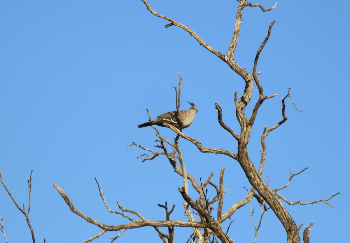 Crested Pigeon - George Lynch