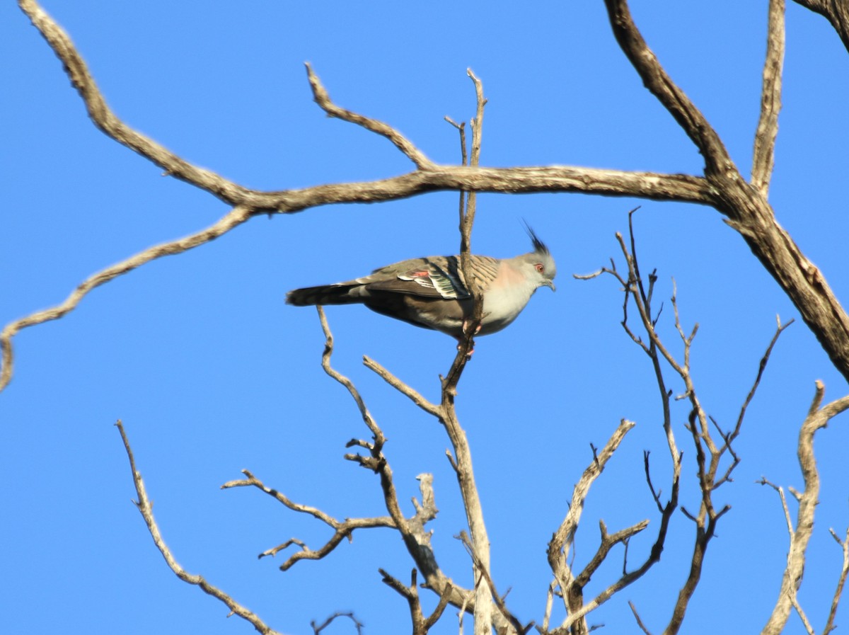 Crested Pigeon - George Lynch