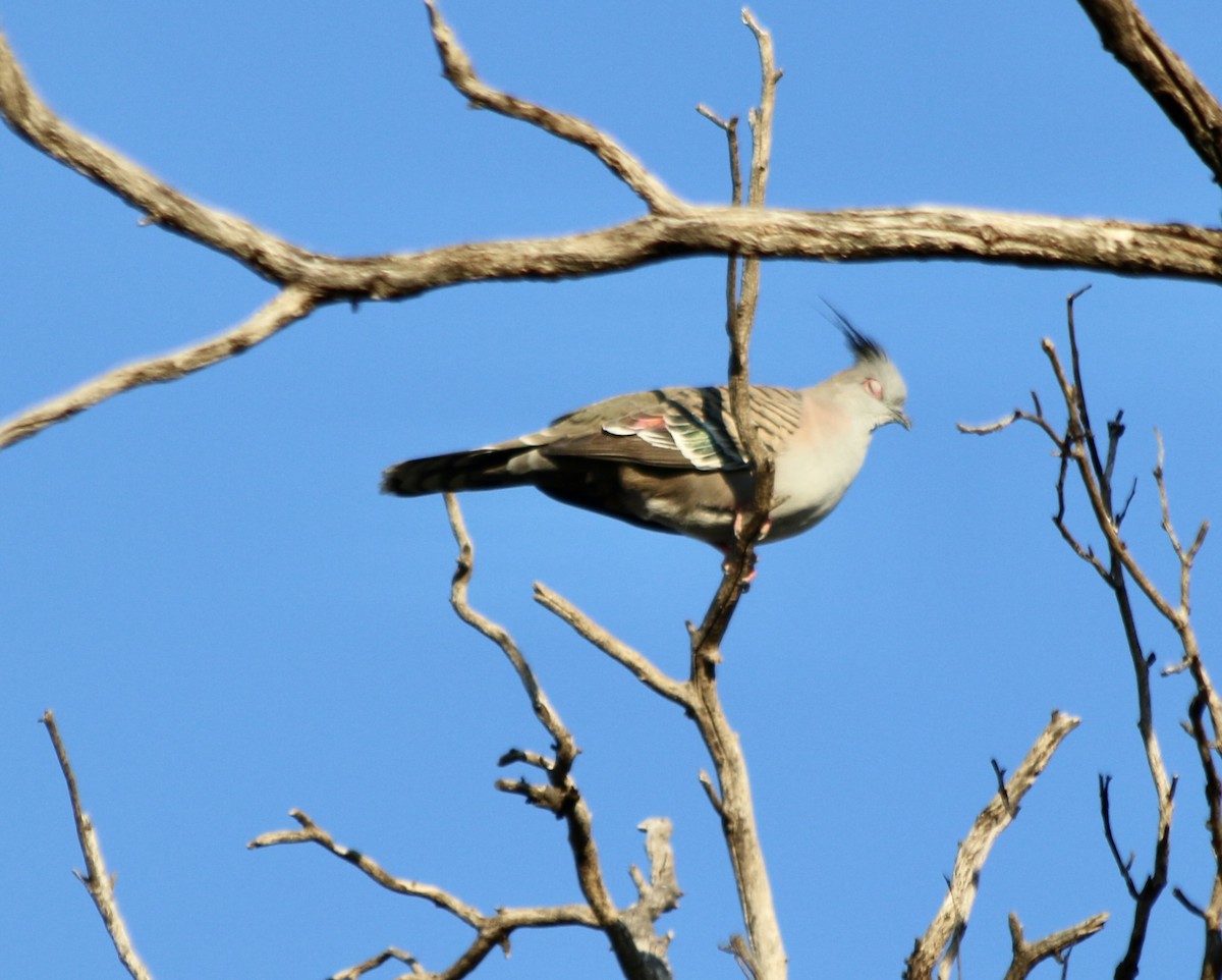 Crested Pigeon - George Lynch