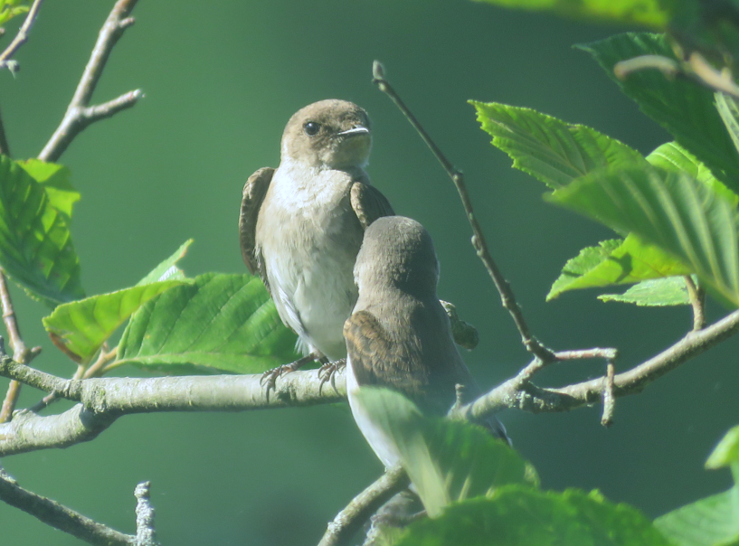 Northern Rough-winged Swallow - ML625632692