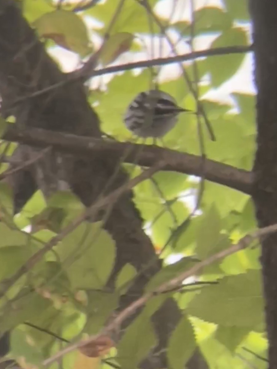 Black-and-white Warbler - ML625632739