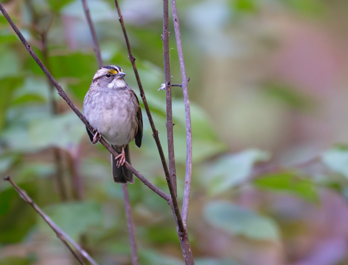 White-throated Sparrow - ML625632752
