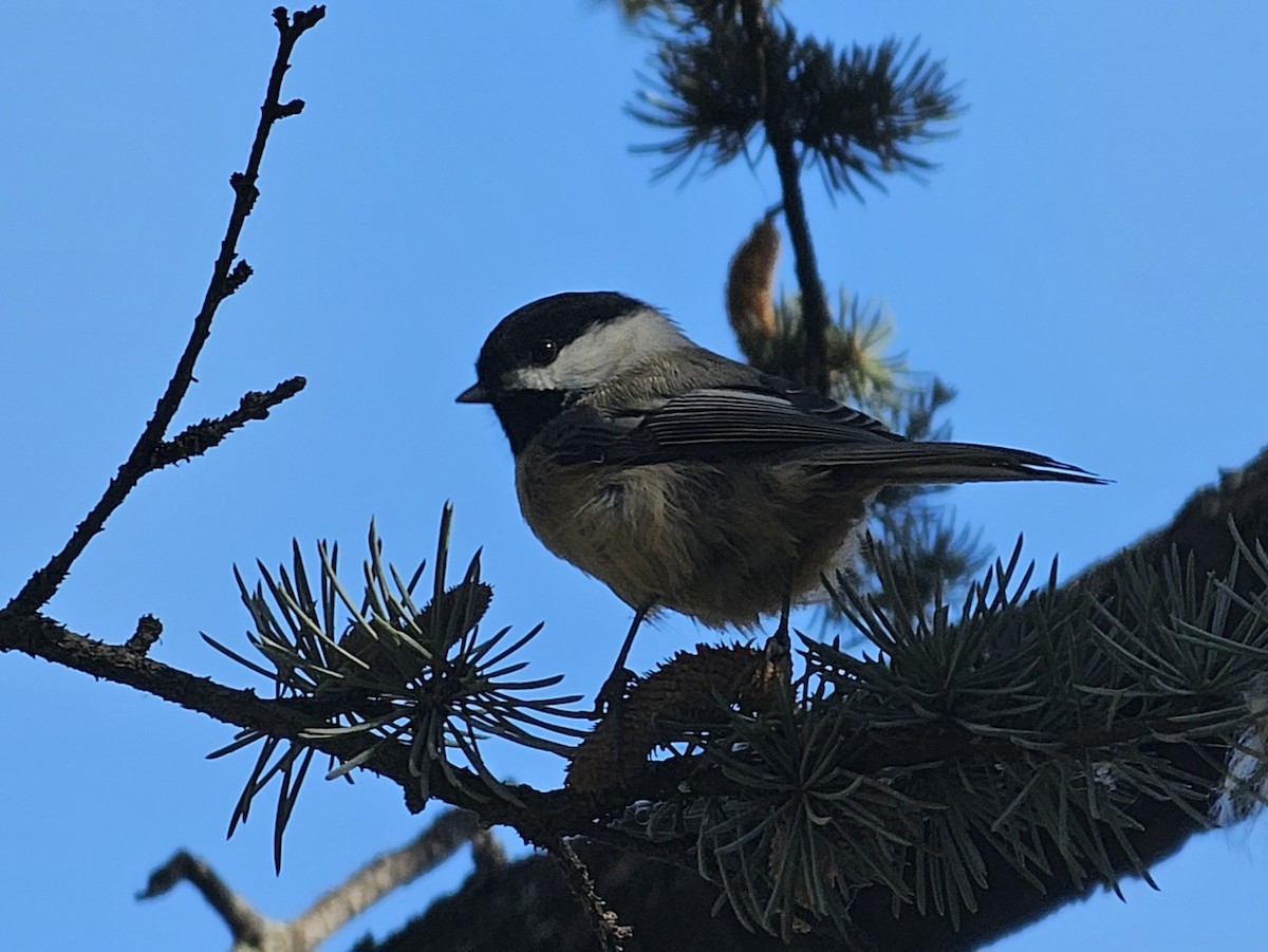 Black-capped Chickadee - ML625632775