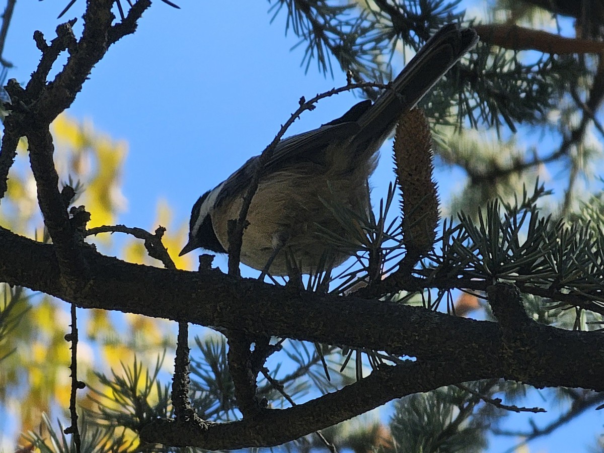 Black-capped Chickadee - ML625632776