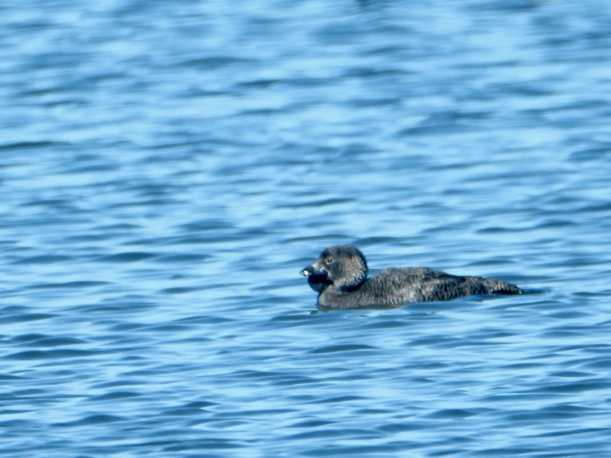 Musk Duck - ML625632804