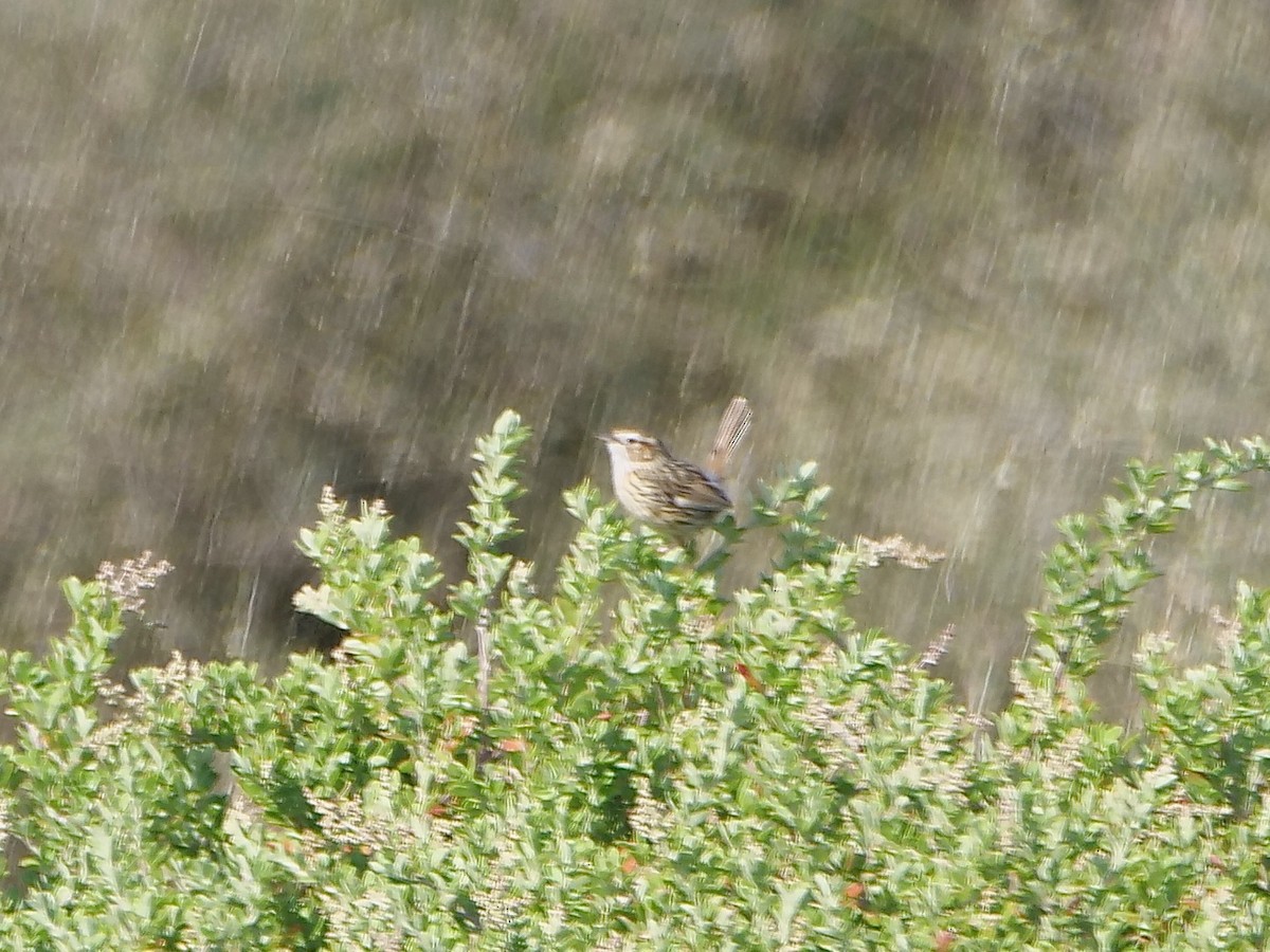 Striated Fieldwren - ML625632861