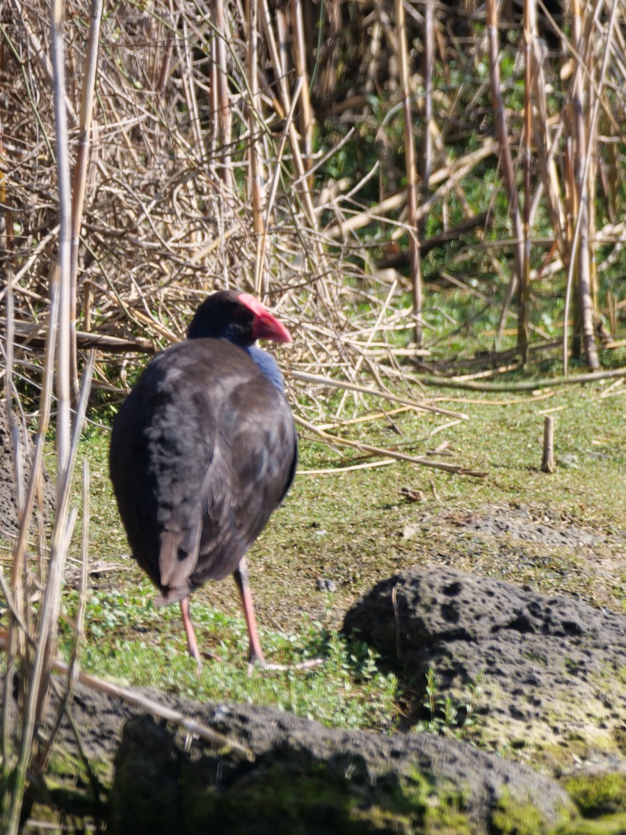 Australasian Swamphen - ML625632906