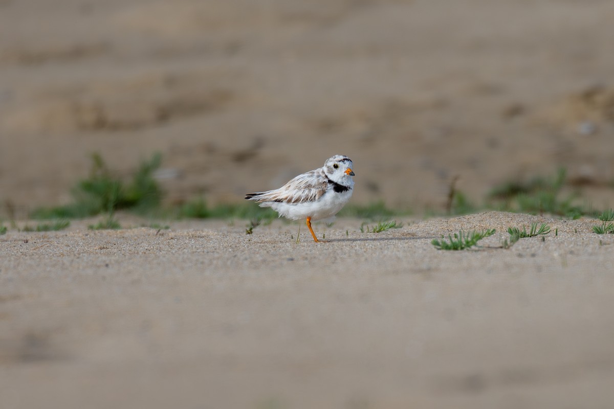 Piping Plover - ML625632944