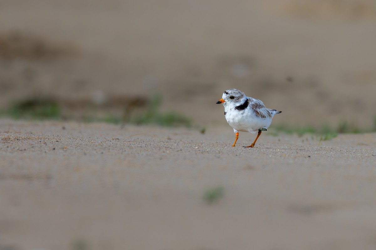 Piping Plover - ML625632946