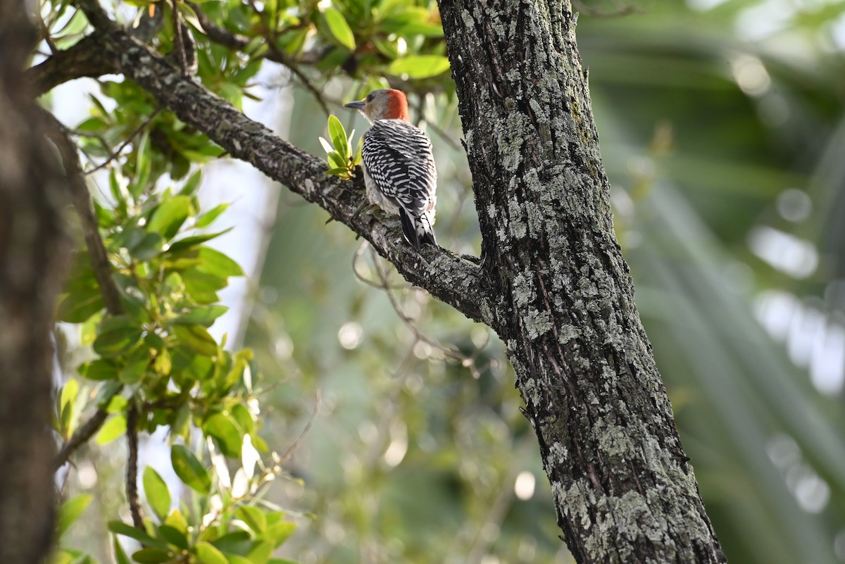 Red-bellied Woodpecker - ML625632959