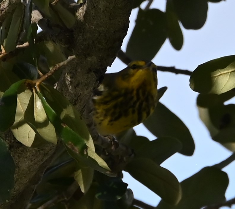 Cape May Warbler - ML625632988