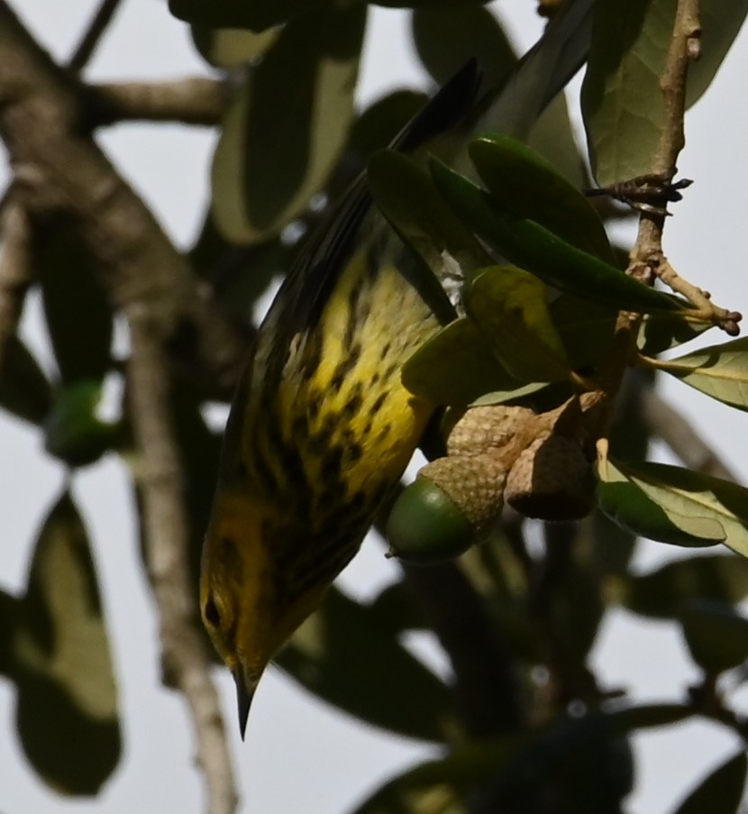 Cape May Warbler - ML625632999